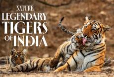 Nature: Legendary Tigers of India: TVSS: Banner-L1