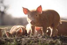 Wilding: TVSS: Iconic