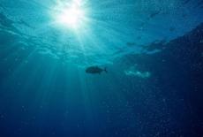 Hope in the Water: The Fish in the Sea: TVSS: Iconic