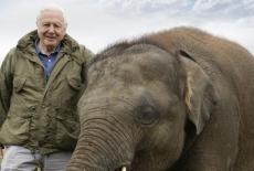 Attenborough and the Giant Elephant: TVSS: Iconic