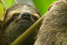 The Green Planet: Tropical Worlds: TVSS: Iconic