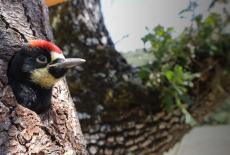 Nature: Woodpeckers: The Hole Story: TVSS: Iconic