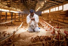 Human Footprint: The Replacements: TVSS: Iconic