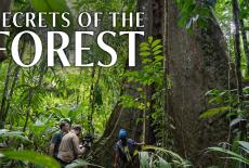 NOVA: Secrets of the Forest: TVSS: Banner-L1