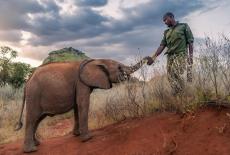 Nature: Becoming Elephant: The Orphans of Reteti: Graduation Day: TVSS: Iconic