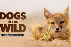 Dogs in the Wild, A Nature Miniseries: TVSS: Banner-L1