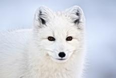 Dogs in the Wild, A Nature Miniseries: Secrets of Success: TVSS: Iconic