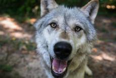 Dogs in the Wild, A Nature Miniseries: Defending Wild Dogs: TVSS: Iconic