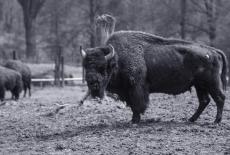 The American Buffalo: Into the Storm: TVSS: Iconic