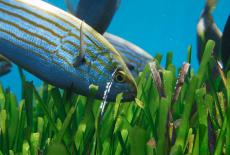 The Green Planet: Water Worlds: TVSS: Iconic