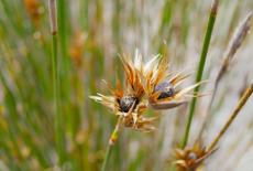 The Green Planet: Seasonal Worlds: TVSS: Iconic