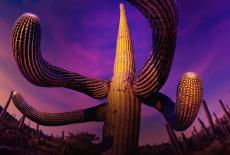 The Green Planet: Desert Worlds: TVSS: Iconic