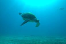 Big Pacific: Mysterious: TVSS: Iconic