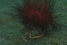 Big Pacific: Violent: TVSS: Iconic