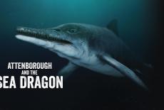 Nature: Attenborough and the Sea Dragon: TVSS: Banner-L1