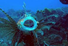 Big Pacific: Voracious: TVSS: Iconic