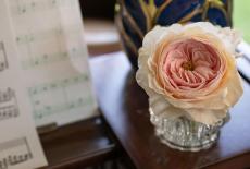J Schwanke's Life in Bloom: Beauty Blooms: TVSS: Iconic