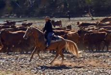 Outback: The Dry Season: TVSS: Iconic