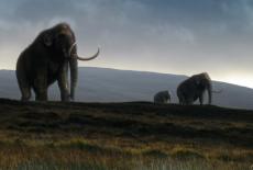 NOVA: Great Mammoth Mystery: TVSS: Iconic