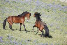 Nature: American Horses: TVSS: Iconic