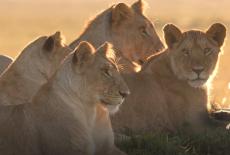 Lion: The Rise and Fall of the Marsh Pride: TVSS: Iconic