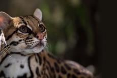 Nature: American Ocelot: TVSS: Iconic