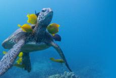 Nature: Soul of the Ocean: TVSS: Iconic