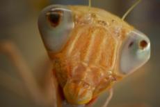 Bugs That Rule the World: Insect Apocalypse: TVSS: Iconic