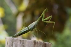 Bugs That Rule the World: Eat or Be Eaten: TVSS: Iconic