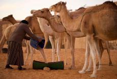 Sacred Planet With Gulnaz Khan: Stopping the Desert: TVSS: Iconic