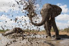 Life at the Waterhole: : TVSS: Iconic