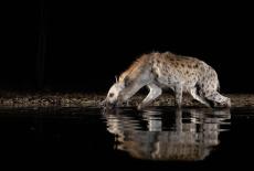 Life at the Waterhole: : TVSS: Iconic