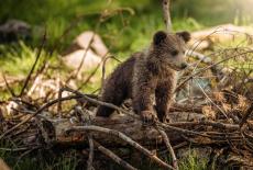 On Grizzly Ground: TVSS: Iconic