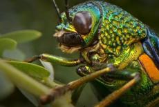 Bugs That Rule the World: Beetle Mania: TVSS: Iconic