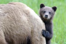 Animal Babies: Mountain Babies: TVSS: Iconic