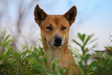 Dogs in the Wild, A Nature Miniseries: Meet the Family: TVSS: Iconic