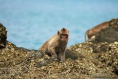 Spy in the Ocean, A Nature Miniseries: Deep Thinkers: TVSS: Iconic