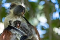 Evolution Earth: Islands: TVSS: Iconic