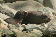 Spy in the Ocean, A Nature Miniseries: Deep Feelings: TVSS: Iconic