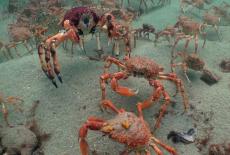 Spy in the Ocean, A Nature Miniseries: Deep Relationships: TVSS: Iconic