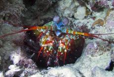 Spy in the Ocean, A Nature Miniseries: Deep Trouble: TVSS: Iconic