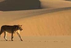 Nature: Lions of the Skeleton Coast: TVSS: Iconic