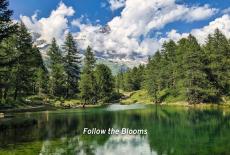 Follow the Blooms: TVSS: Banner-L2