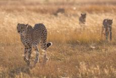 Big Cats 24/7: A Pride Divided: TVSS: Iconic