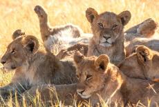 Big Cats 24/7: Under Seige: TVSS: Iconic