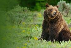 Nature: Grizzly 399: Queen of the Tetons: TVSS: Iconic