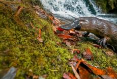 Nature: The Platypus Guardian: TVSS: Iconic