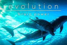 NOVA: Evolution: Brain Power: TVSS: Banner-L1