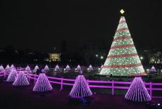 NCTL Tree with Holiday Trees and White House