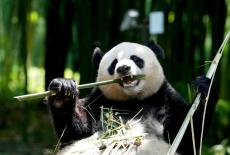 Giant Panda Mei Xiang And Tian Tian At Dujiangyan Panda Base